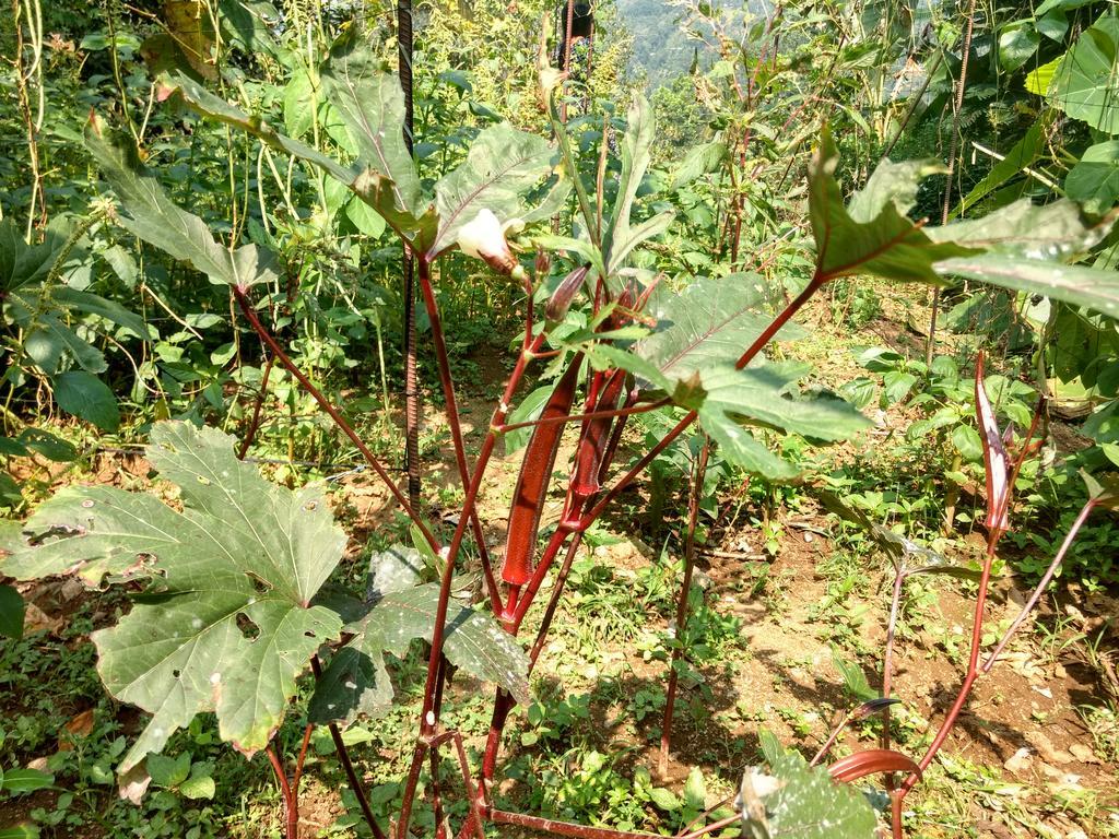 Sceva'S Garden Home Munnar Zewnętrze zdjęcie
