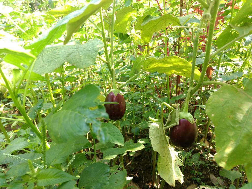 Sceva'S Garden Home Munnar Zewnętrze zdjęcie