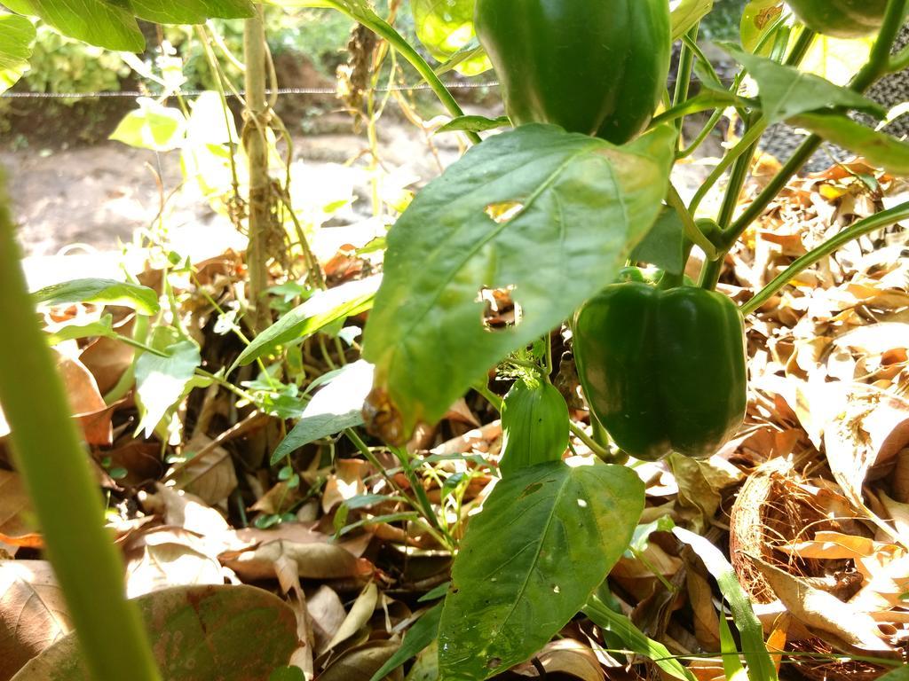 Sceva'S Garden Home Munnar Zewnętrze zdjęcie